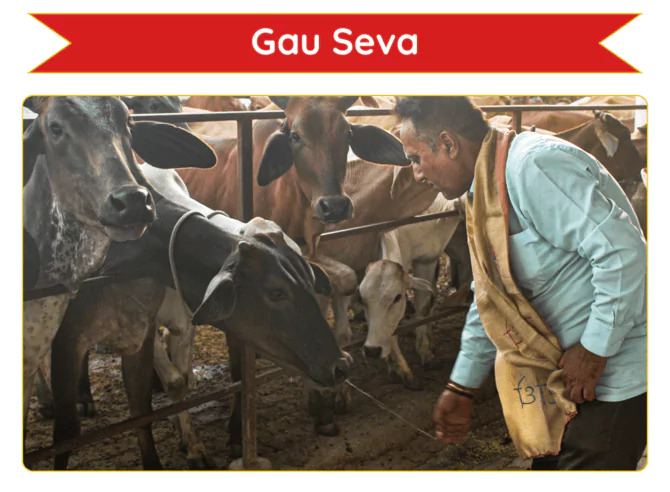 Serve Gau Mata on this occasion